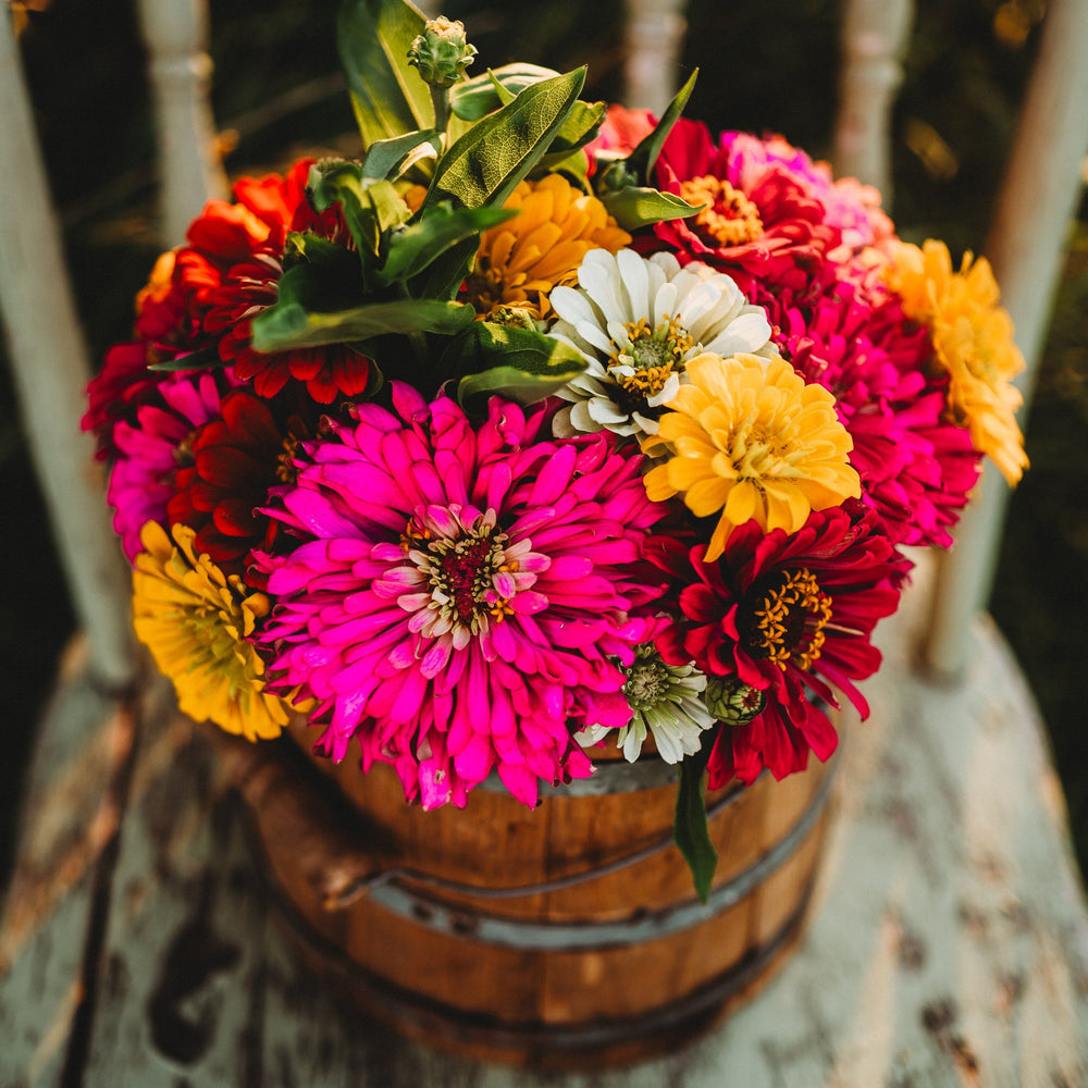 California Giants Zinnia Mix