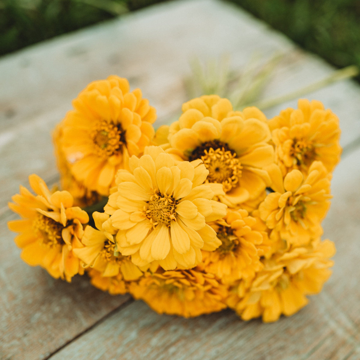 Canary Bird Zinnia