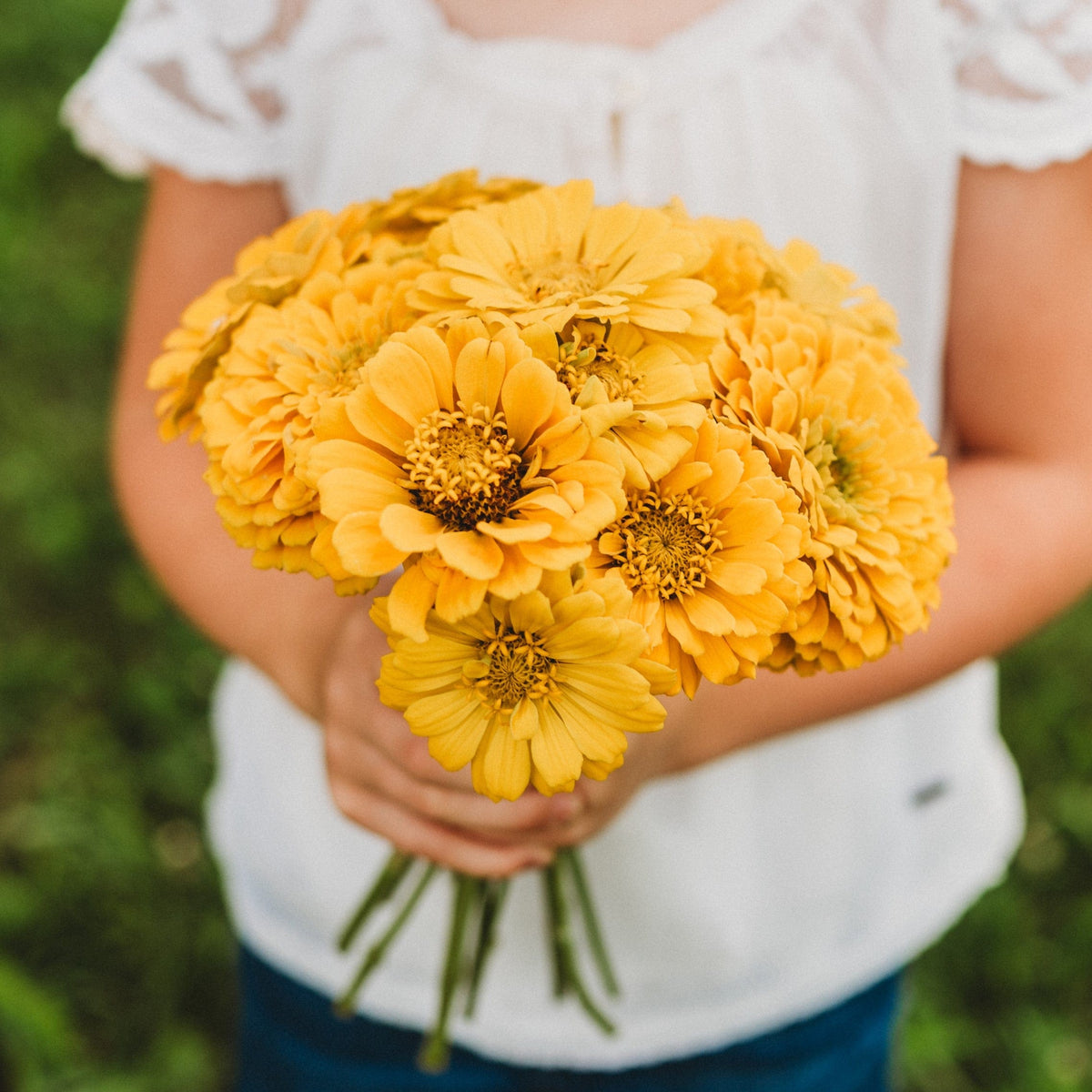 Canary Bird Zinnia