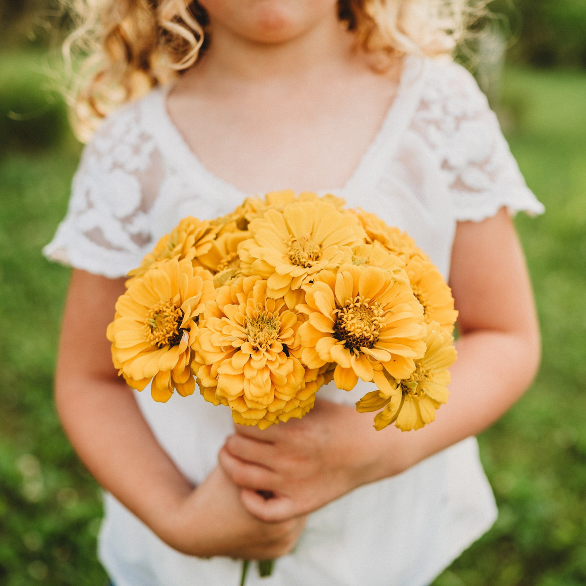 Canary Bird Zinnia