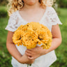 Canary Bird Zinnia