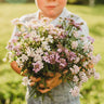 Candytuft Dwarf Fairy Mix