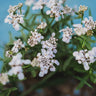 Candytuft Dwarf Fairy Mix