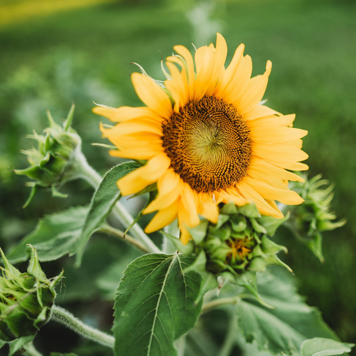 Carousel Dwarf Sunflower