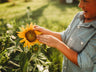 Carousel Dwarf Sunflower