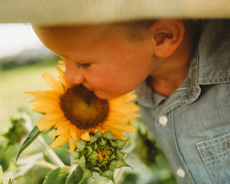 Carousel Dwarf Sunflower