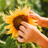 Carousel Dwarf Sunflower