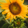 Carousel Dwarf Sunflower