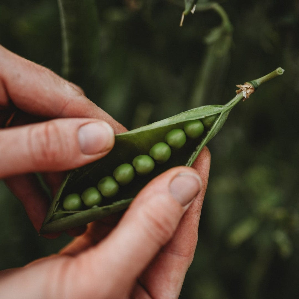 Champion of England Climbing Pea