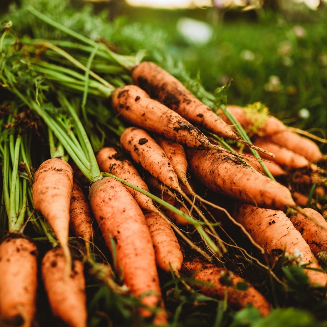 Chantenay Carrot