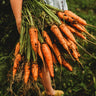 Chantenay Carrot