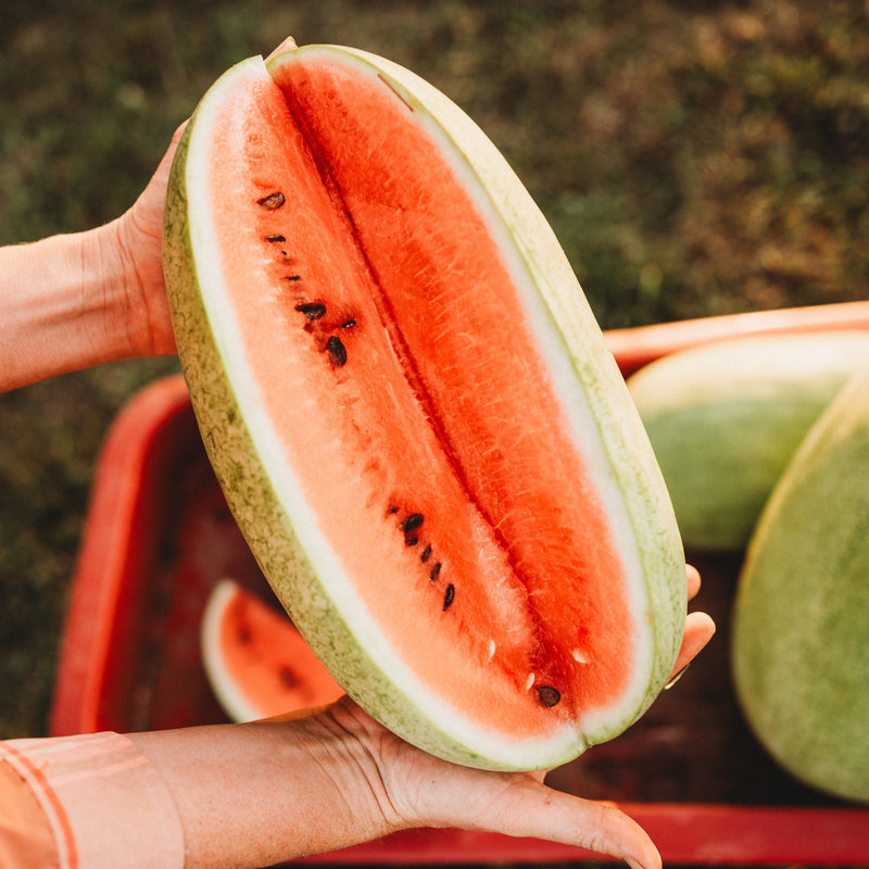 Charleston Gray Watermelon