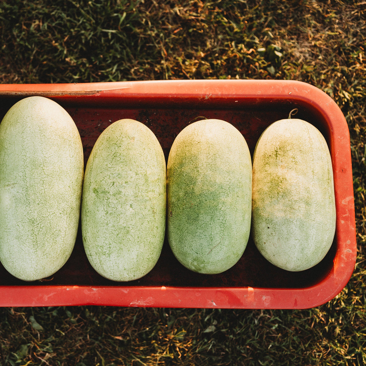 Charleston Gray Watermelon