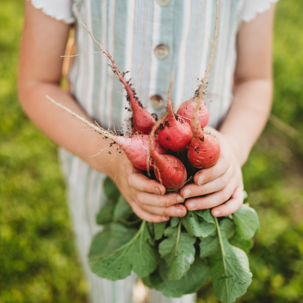 Cherry Belle Radish