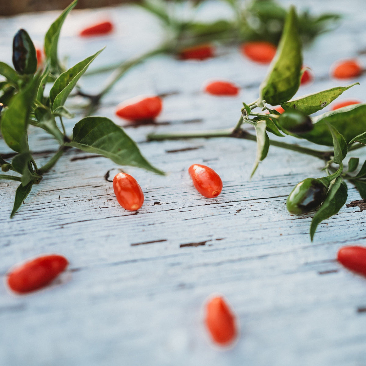 Chili Pequin Pepper