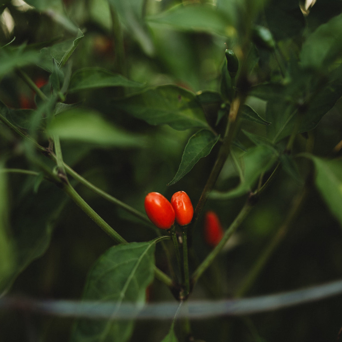 Chili Pequin Pepper