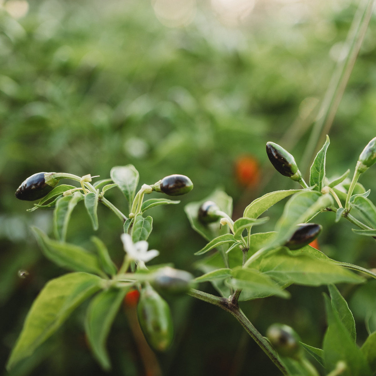 Chili Pequin Pepper