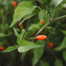 Chili Pequin Pepper