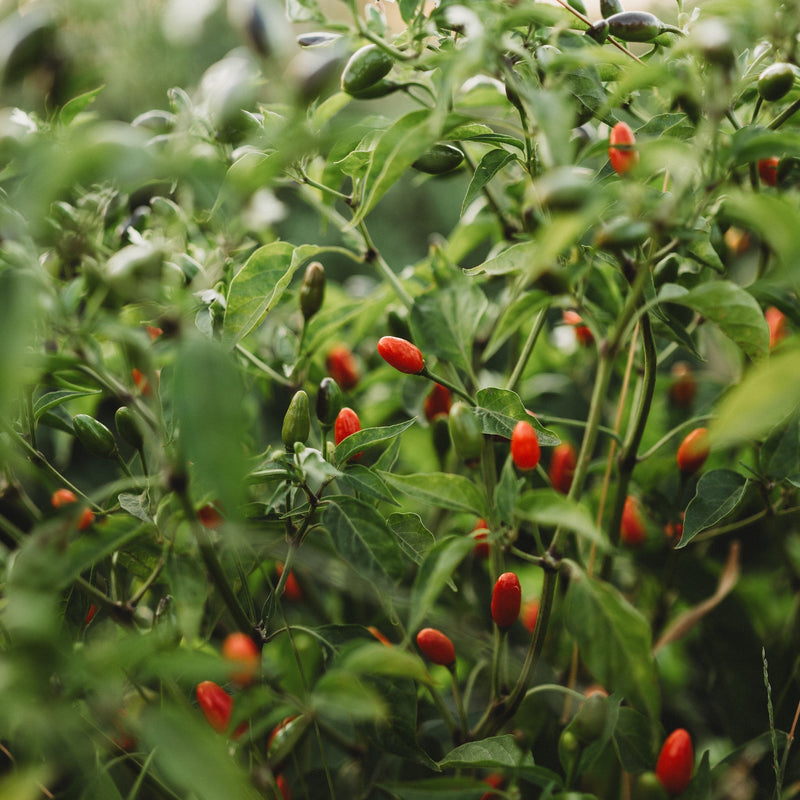 Chili Pequin Pepper