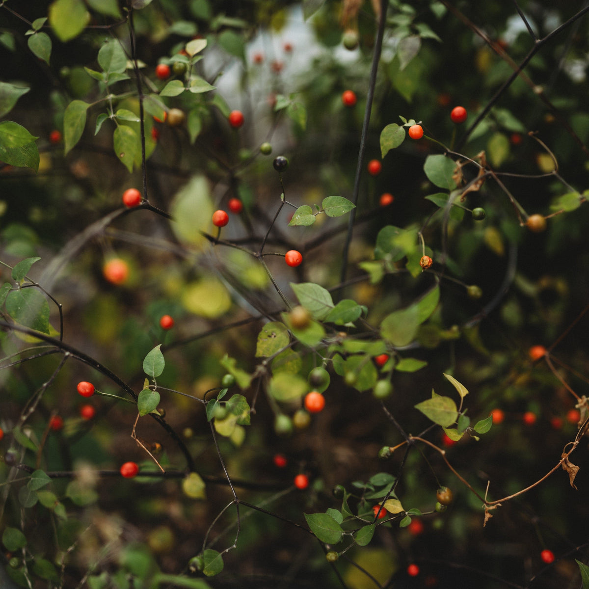 Chiltepín Pepper