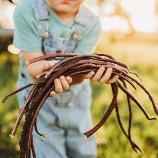 Chinese Red Noodle Yard Long Asparagus Bean