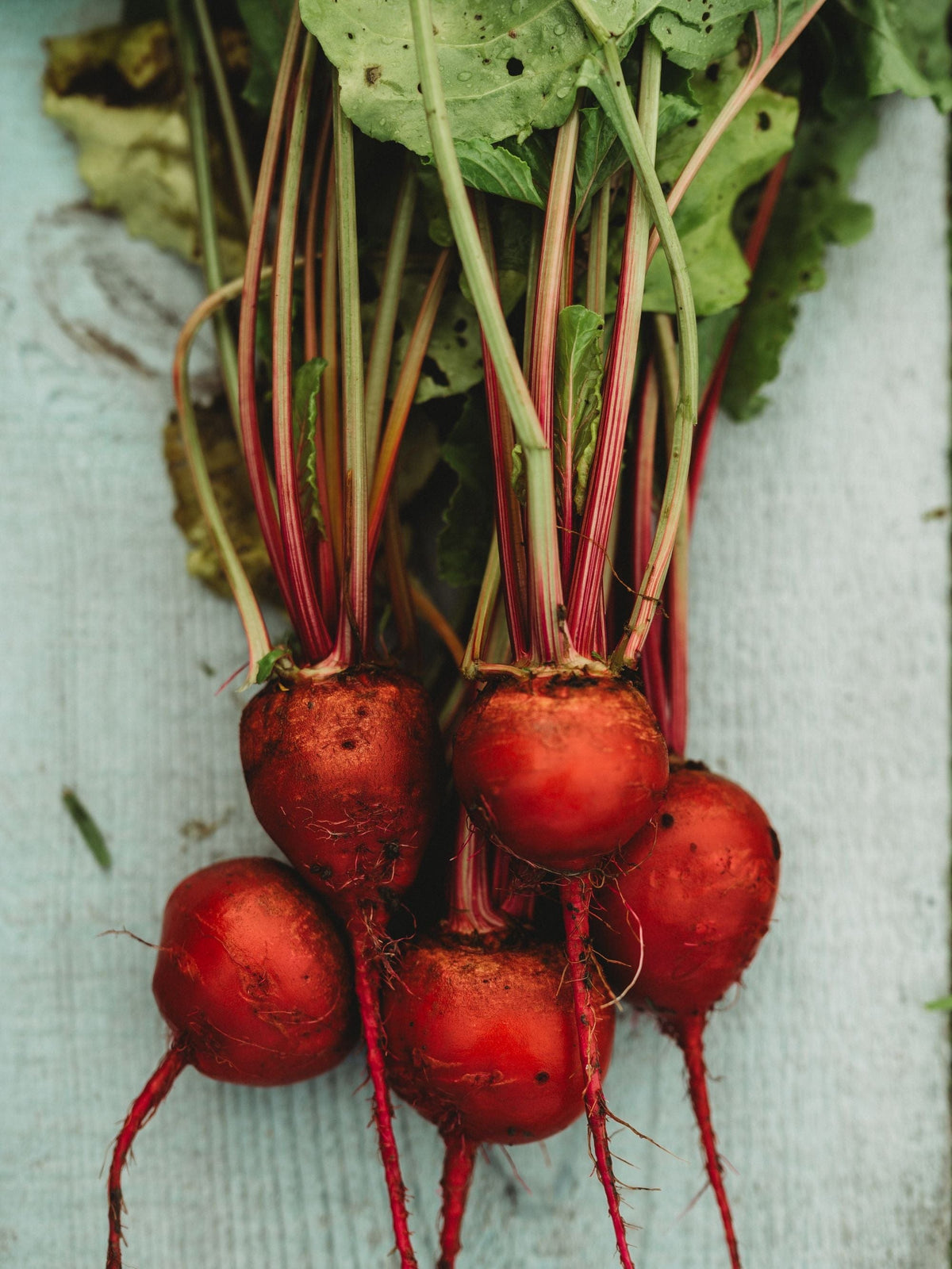 Chioggia Beet