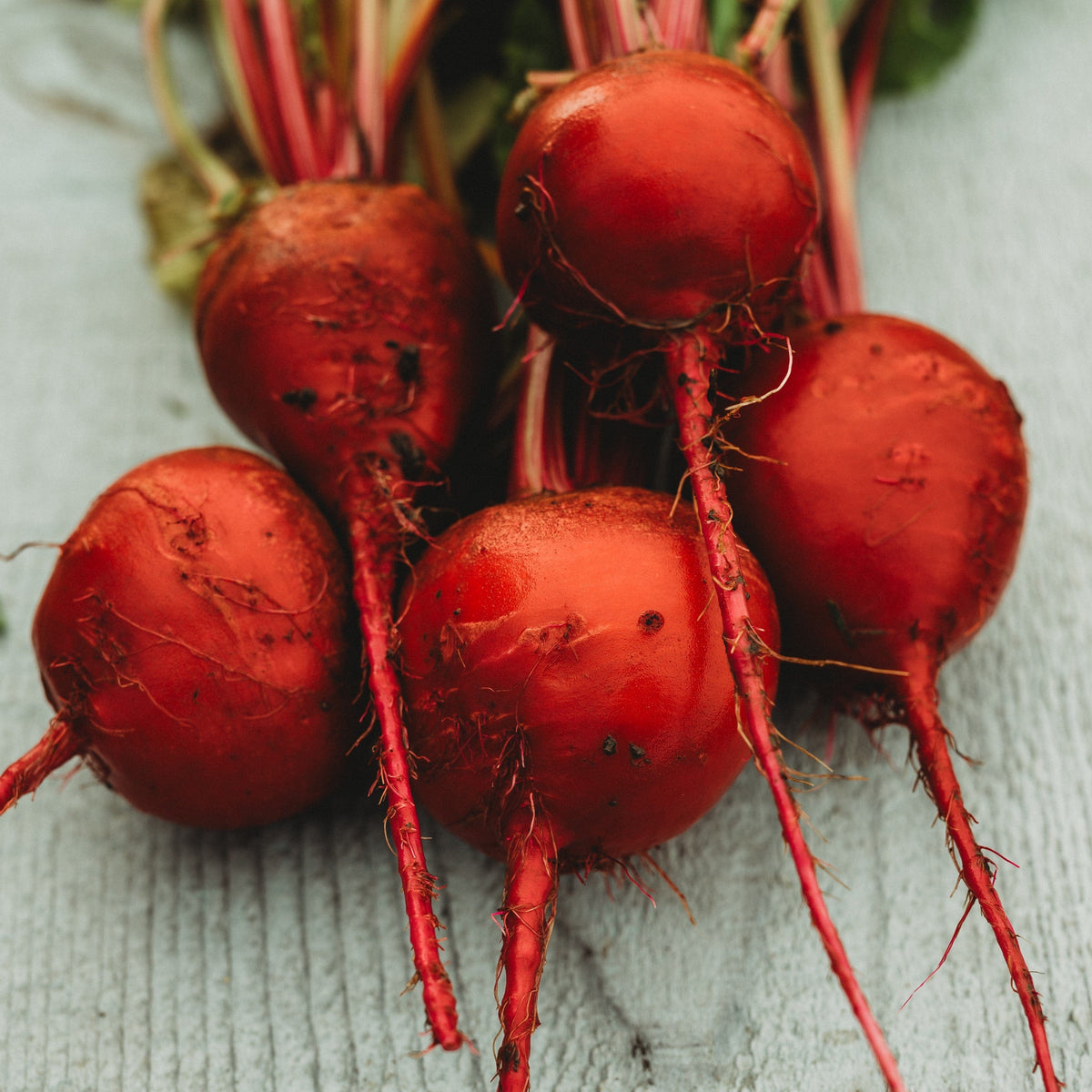 Chioggia Beet