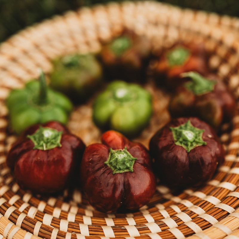 Chocolate Mini Bell Pepper