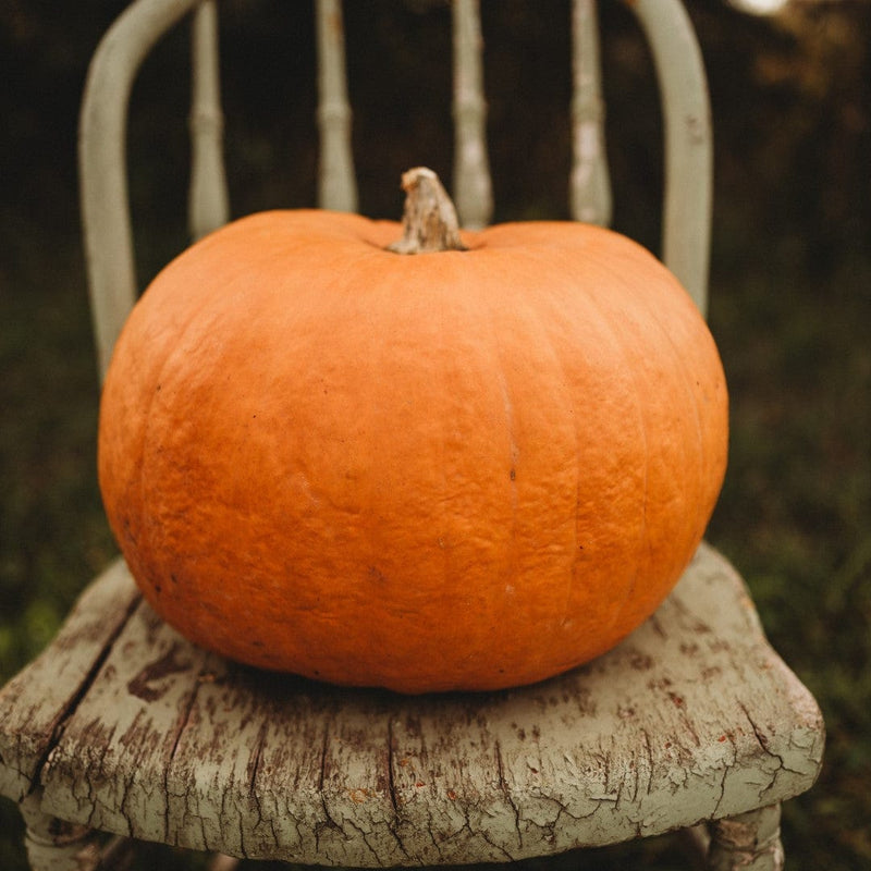 Connecticut Field Pumpkin