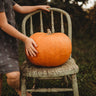 Connecticut Field Pumpkin