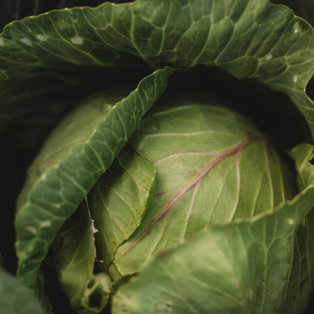 Copenhagen Market Cabbage