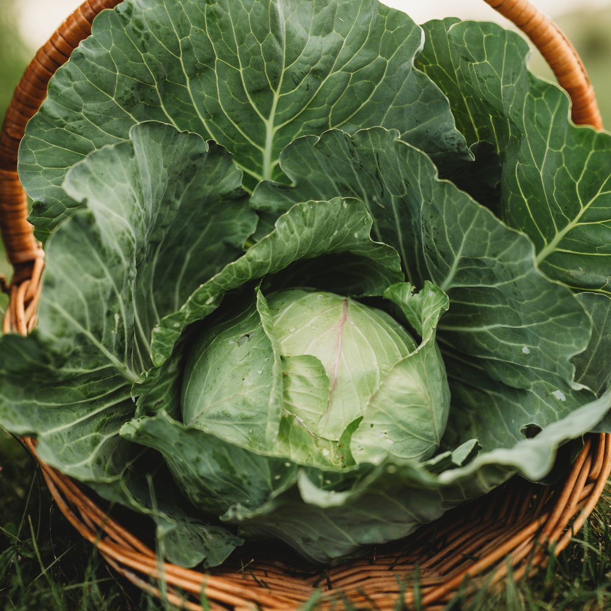 Copenhagen Market Cabbage