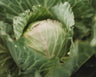 Copenhagen Market Cabbage