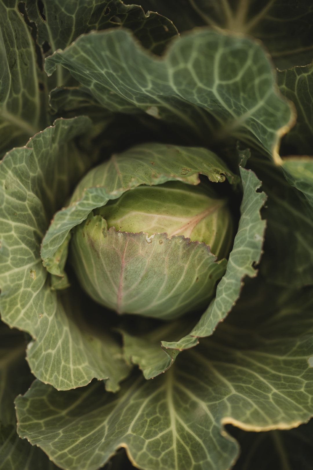 Copenhagen Market Cabbage