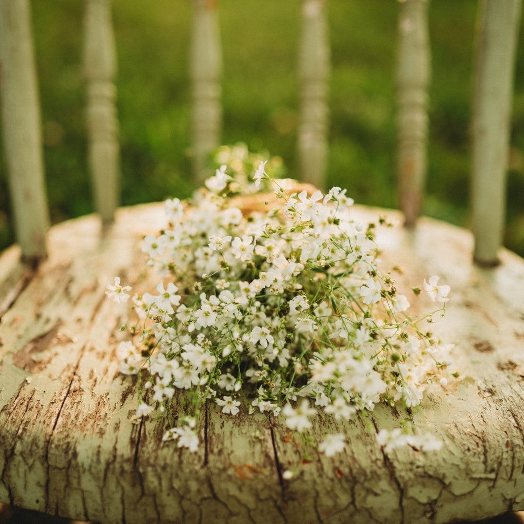 Covent Garden Baby&#39;s Breath