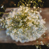 Covent Garden Baby's Breath