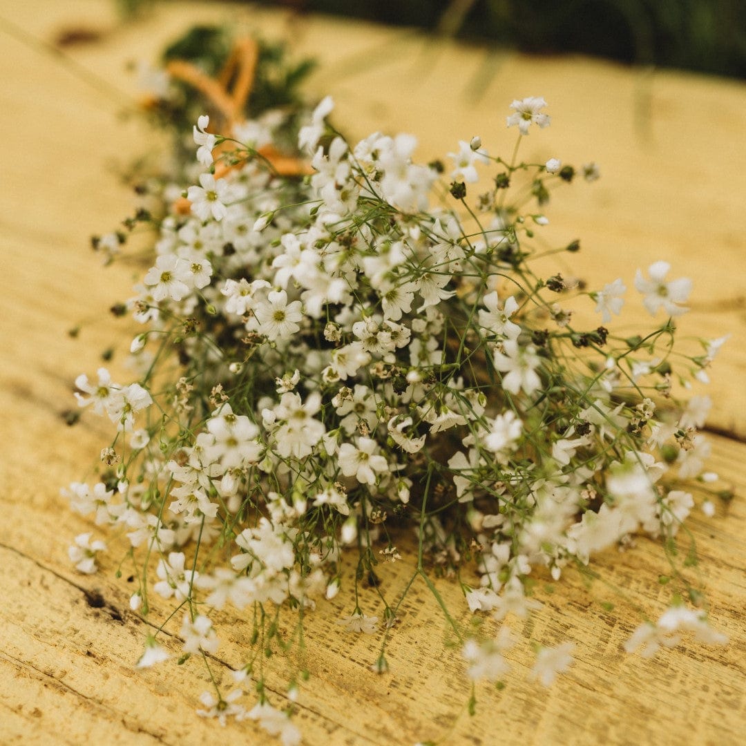 Covent Garden Baby&#39;s Breath