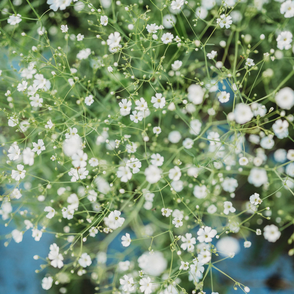 Covent Garden Baby&#39;s Breath