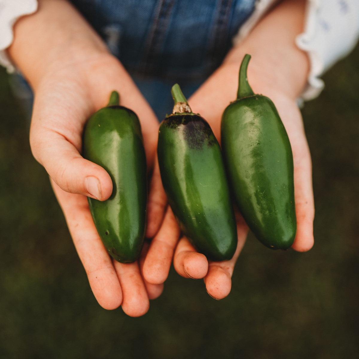 Craig&#39;s Grande Jalapeno