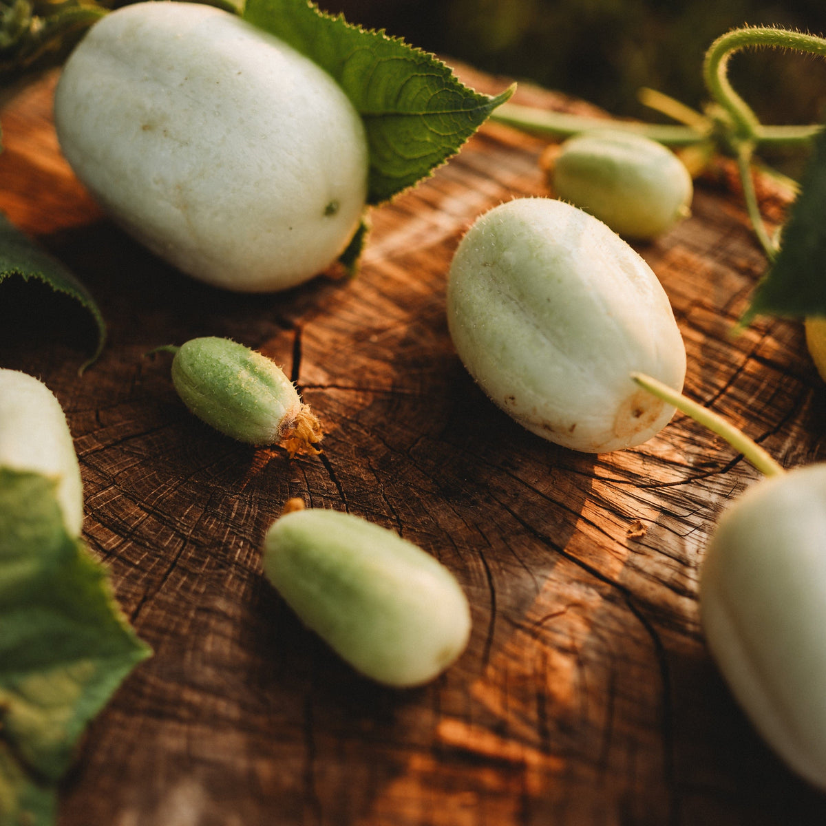 Crystal Apple Cucumber