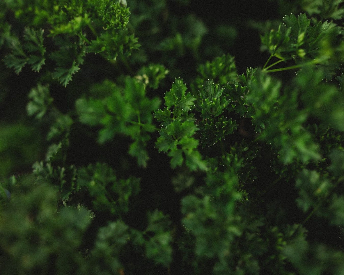 Curled Parsley