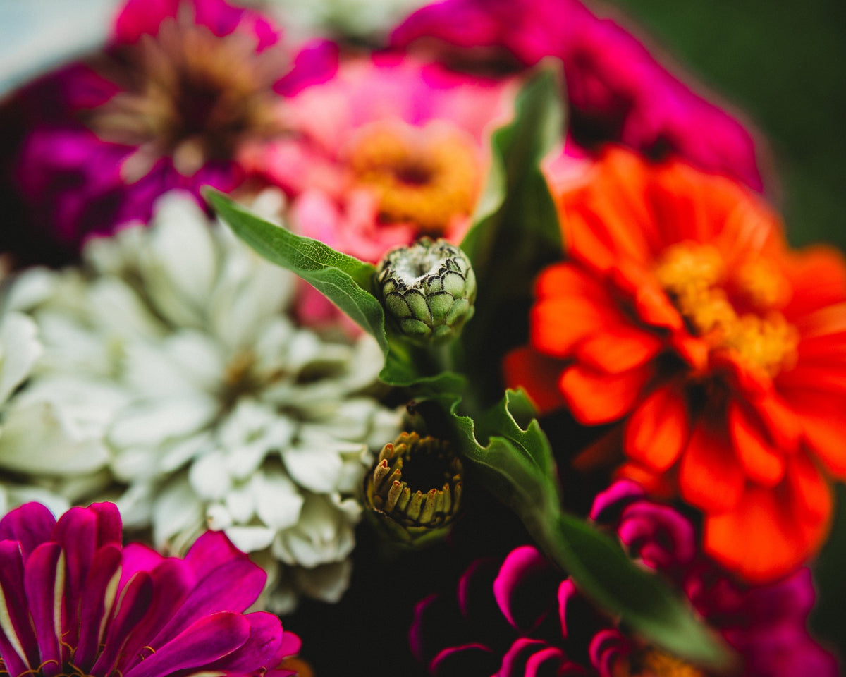 Dahlia Flowered Zinnia Mix