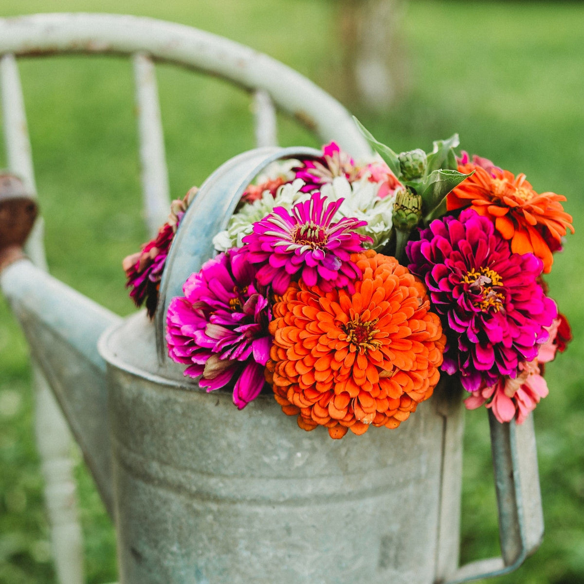 Dahlia Flowered Zinnia Mix