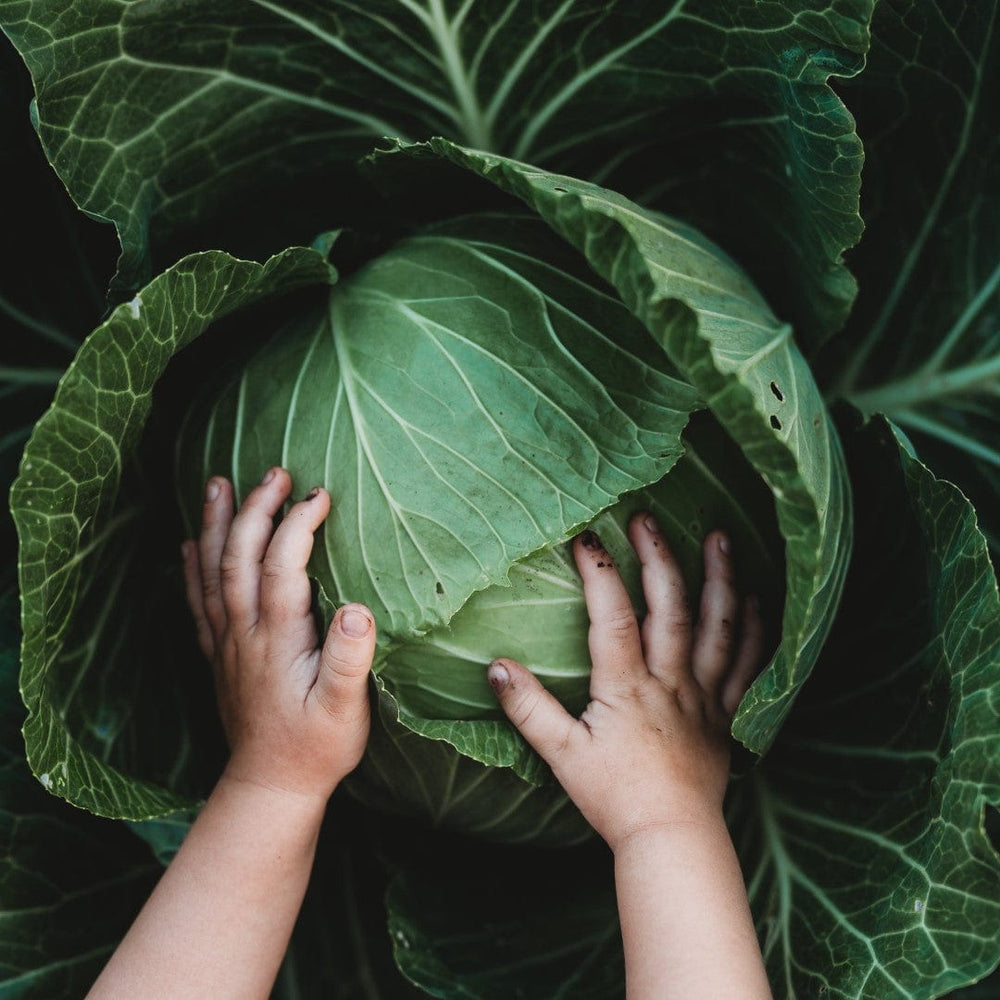 Danish Ballhead Cabbage