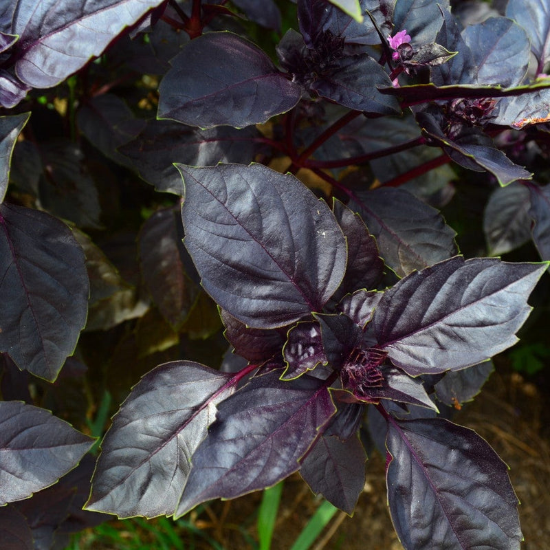 Dark Opal Basil