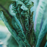 Dazzling Blue Kale