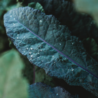 Dazzling Blue Kale