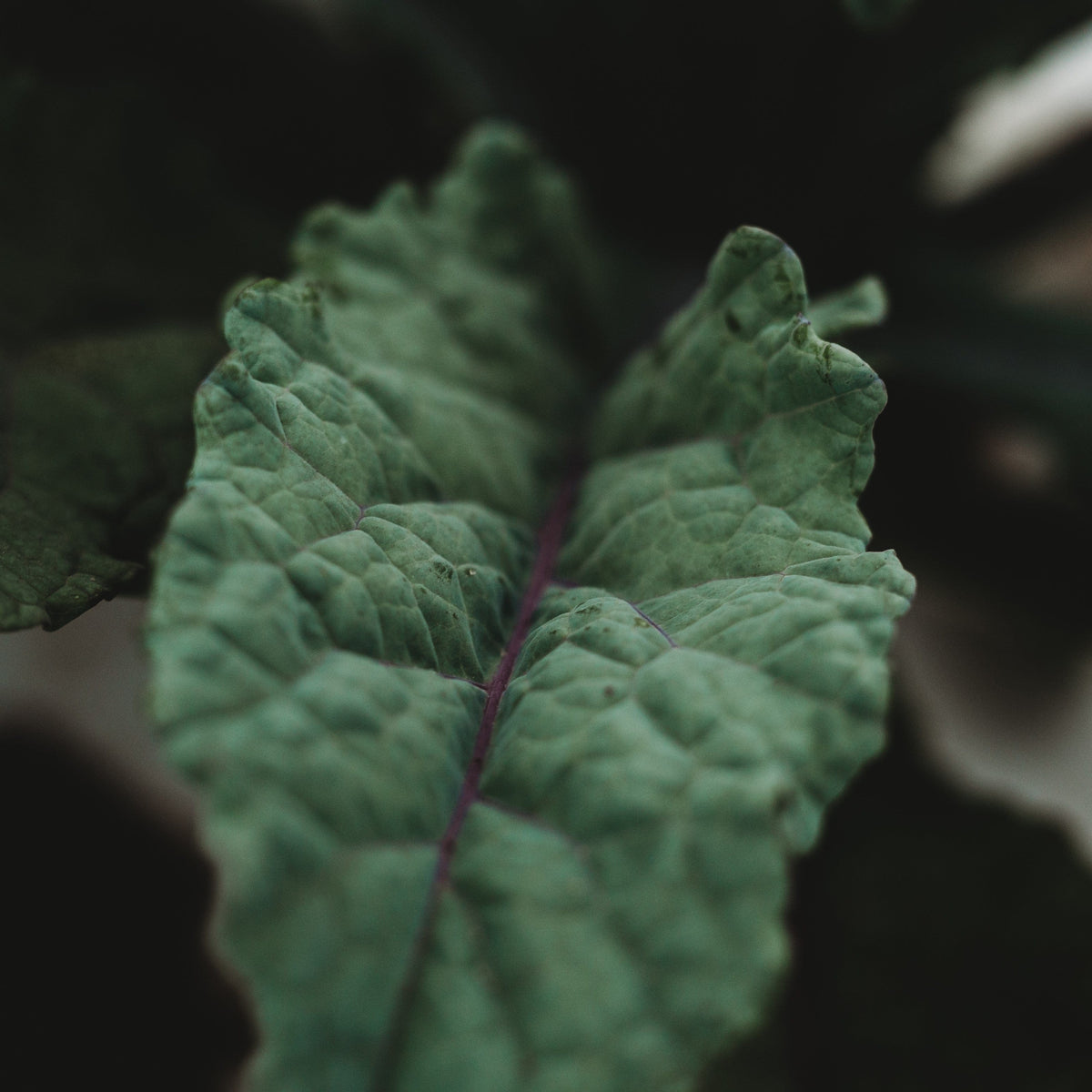 Dazzling Blue Kale