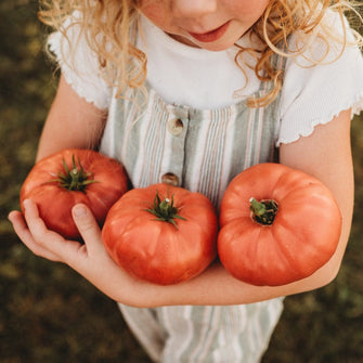 Dester Pink Heirloom Slicing Tomato