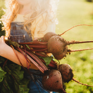 Detroit Dark Red Beet